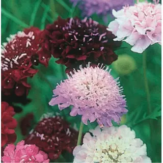 Scabiosa