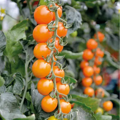 Tomato - Honeycomb (Seed)