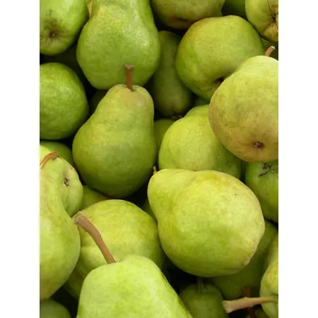 PEARS BARTLETT OG | 80 CT / ARGENTINA