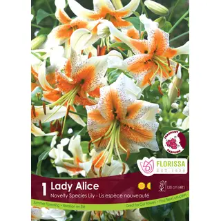 Lily - 'Lady Alice' 1/pkg