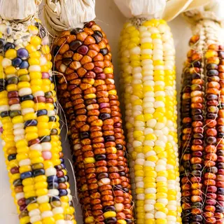 Popcorn - Fiesta (Seed)