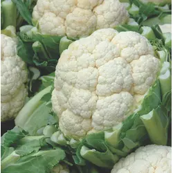 Cauliflower - Snowball Early A (Bulk Seed)