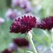 Cornflower - Black Ball (Seed)