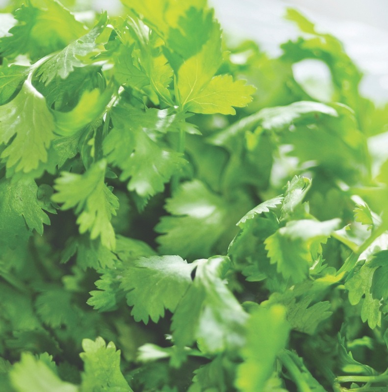Coriander/ Cilantro