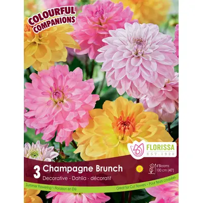 Dahlia Mix - 'Champagne Brunch'  3/pkg