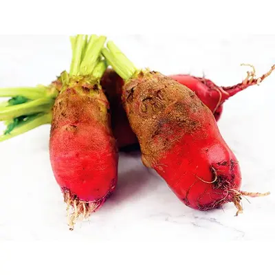 Beet - Red Mammoth Fodder (Seed)