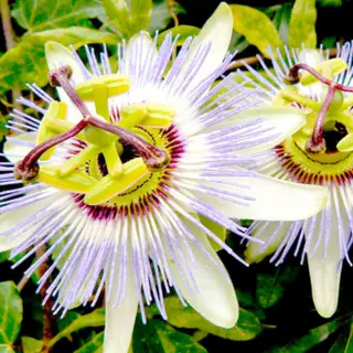 Passion Flower