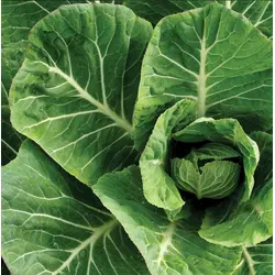 Collard - Vates (Bulk Seed)