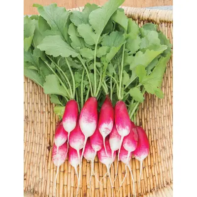 Radish - French Breakfast (Organic Seed)