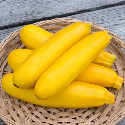 Zucchini - Yellow Fin (Organic Seed)