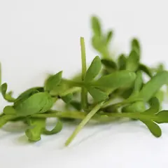 Microgreens - Cress (Bulk Seed)