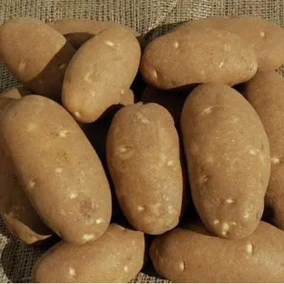 Seed Potato - Nonpareil Russet