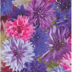 Bachelor's Button - Tall (Bulk Seed)