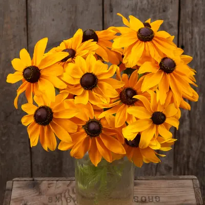 Rudbeckia - Marmalade (Organic Seed)