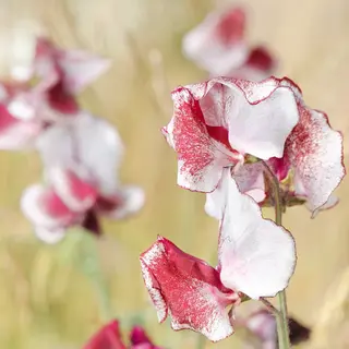 Sweet Pea - Wiltshire Ripple (Seed)