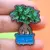 THE PLANT BUDDIES - FICUS GINSENG