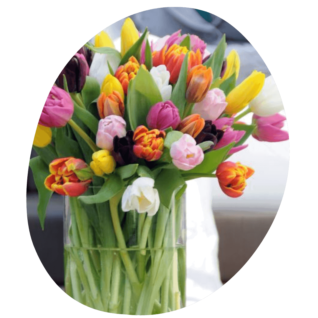 Tulips in a vase