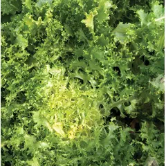 Greens - Green Curled Endive (Bulk Seed)