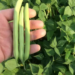 Bean - Provider (Bulk Seed)