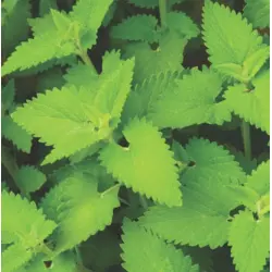 Herb - Catnip (Bulk Seed)