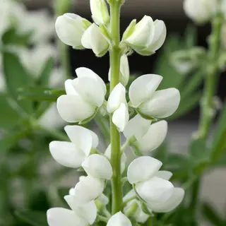 Lupin - Snow Pixie (Seed)