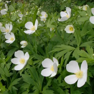 Anemone
