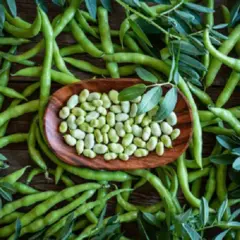 Beans - Broad (Bulk Seed)