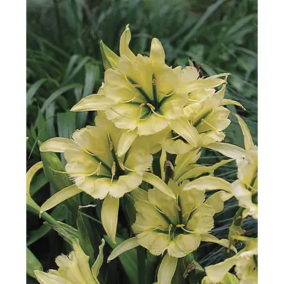 Ismene - 'Sulphur Queen' 1/pkg