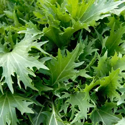 Greens - Green Mizuna (Bulk Seed)