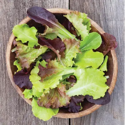 Lettuce - Gourmet Blend (Organic Seed)