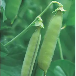 Pea - Sugar Snap (Bulk Seed)