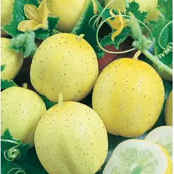 Cucumber - Lemon (Bulk Seed)