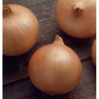 Onion - Candy Hybrid (Seed)