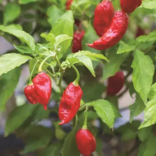 Hot Pepper - Bhut Jolokia (Seed)