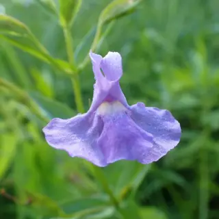 Square Stemmed Monkey Flower (Seed)