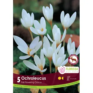 Crocus - 'Ochroleucus' 5/pkg