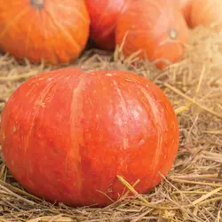 Winter Squash - Sunshine (Bulk Seed)