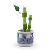 Figurine Potted Lucky Bamboo