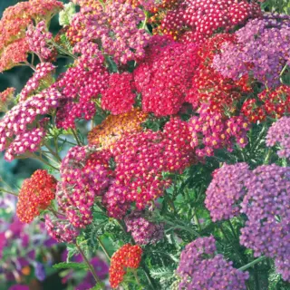Yarrow
