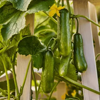 Cucumber - Party Time (Seed)