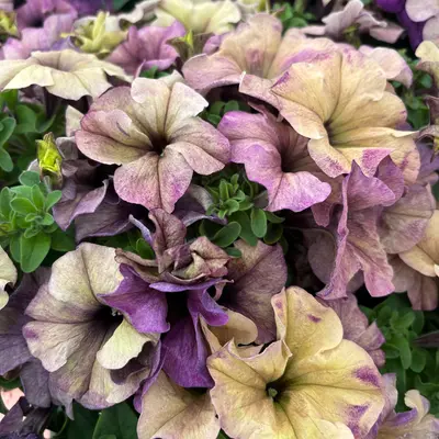 Petunia - Blueberry Shake (Seed)