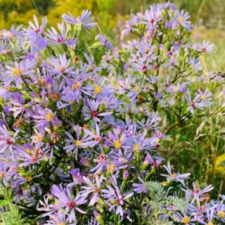 Aster