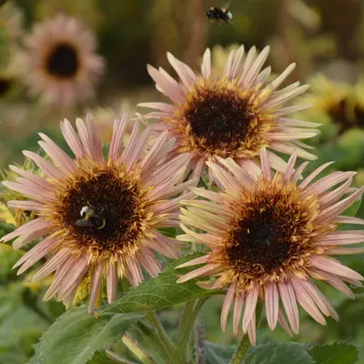 Sunflower - Astra Rose (Seed)