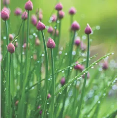 Herb - Chives (Bulk Seed)