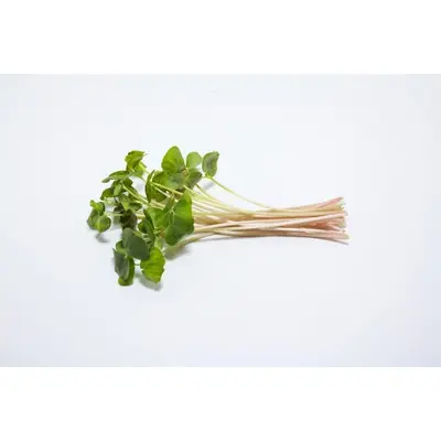 Buckwheat Sprouts