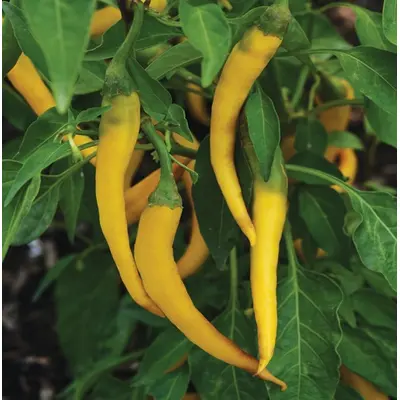 Hot Pepper - Golden Cayenne (Seed)