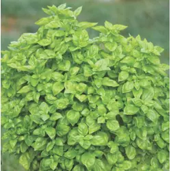 Herb - Basil - Everleaf Genovese (Bulk Seed)