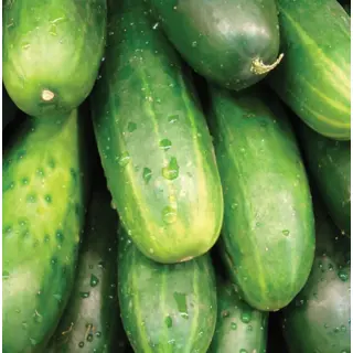 Cucumber - Marketmore 76 (Organic Seed)