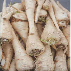 Parsnip - Improved Hollow Crown (Bulk Seed)