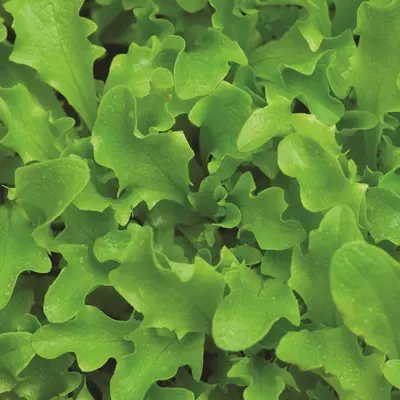 Lettuce - Salad Bowl (Seed)